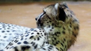 Çita portresi (Acinonyx jubatus)