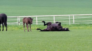 Siyah kladrubia atı, taylı kısrak.