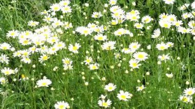 Papatya çayırı. Bahar çayırı papatya dolu.