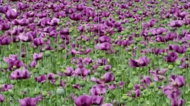 Bir alandaki mor haşhaş çiçekleri. (Gelincik somniferum). Poppies, tarımsal ürün.