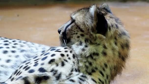 Cheetah Portrait Acinonyx Jubatus — Stock Video