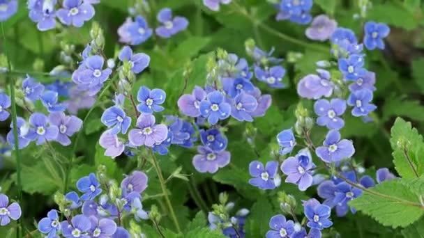 ヴェロニカ シャンデリーズ 春に青い花を咲かせます 春の花の背景 — ストック動画