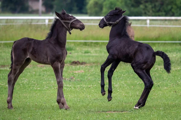 牧草地では敵が遊んでいる 黒Kladrubian馬 — ストック写真