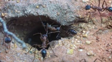 Avustralyalı boğa karınca veya buldog karınca, Myrmecia desertorum