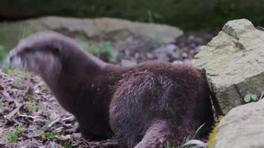 İki küçük Asya su samuru, Aonyx cinereus
