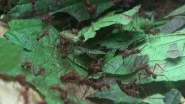 Yaprak kesen karıncalar çalışıyor (Atta seksenlikleri)