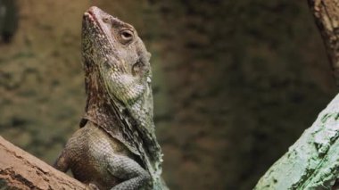 Fırfırlı Kertenkele (Chlamydosaurus kingii) Ağaç dalında Clamidosaurio