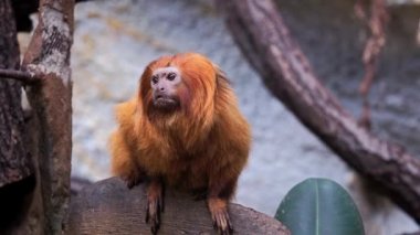 Altın Aslan pembe maymun (leontopithecus rosalia)
