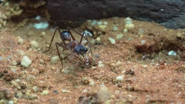 澳大利亚斗牛蚁或斗牛犬蚁 — 图库视频影像