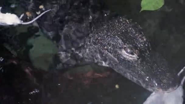 中国のワニ Aligator Sinensis は水の中でネズミを食べる 絶滅危惧種のワニです — ストック動画