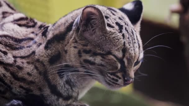 Rare South American Margay Leopardus Wiedii — Stock Video