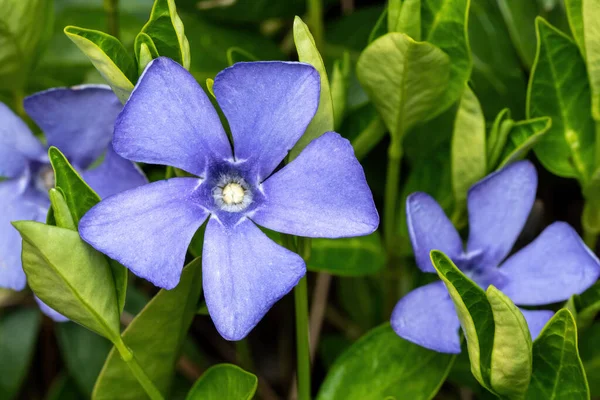 Flores Azules Púrpuras Periwinkle Vinca Minor —  Fotos de Stock