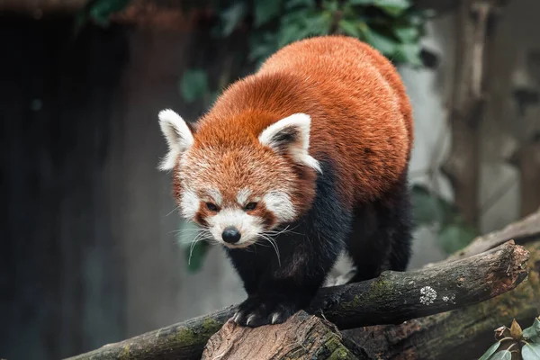 Ağaçtaki Kırmızı Panda Ailurus Fulgens — Stok fotoğraf