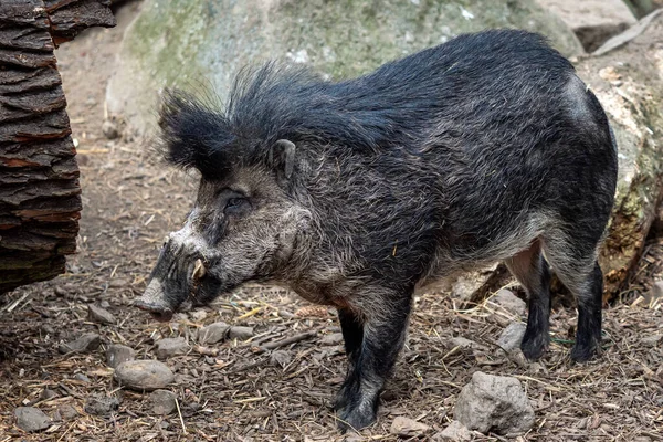 Rare Visayan Warty Pig Sus Cebifrons Negrinus — стоковое фото