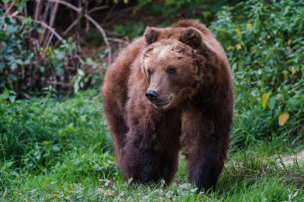 Kamčatka Medvěd Hnědý Ursus Arctos Beringianus — Stock fotografie