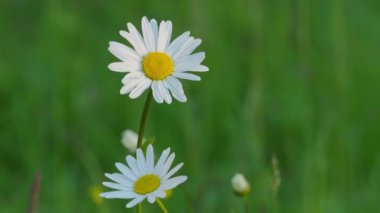 Papatyalarla dolu bahar çayırı
