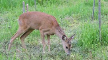 Ormanda Roe geyiği, Capreolus Capreolus. Vahşi geyik doğada.