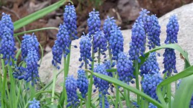 Muscari çiçekleri, Muscari armeniacum, Üzüm Sümbüller bahar çiçekleri.
