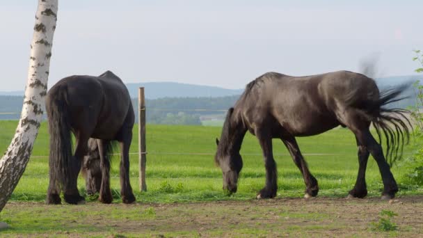 弗里斯兰的马在牧场上 有长发的美丽的弗里斯兰马 — 图库视频影像