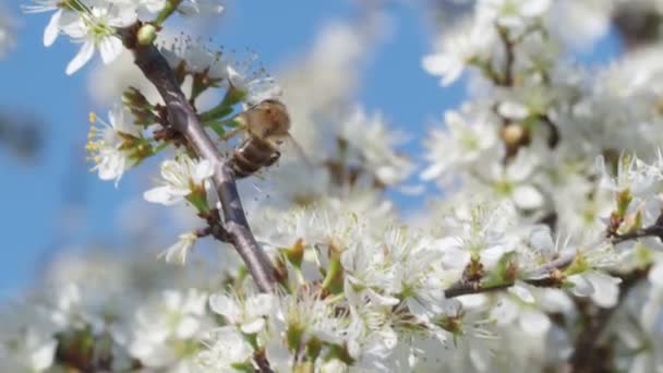 Çiçeklerden Polen Toplayan Bal Arısı Bahar Doğası Arı Beyazdan Nektar — Stok video