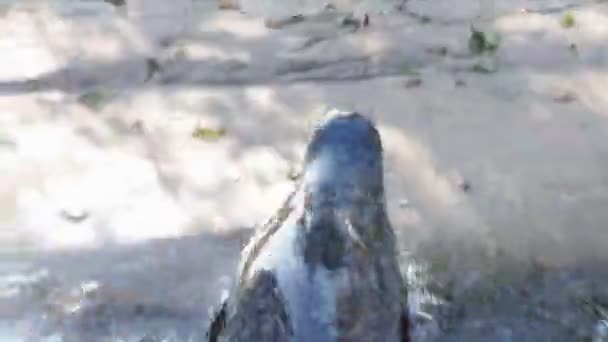 緑の水の上に彼の頭のゼニガタアザラシ ゴマフアザラシ ゼニガタアザラシ — ストック動画