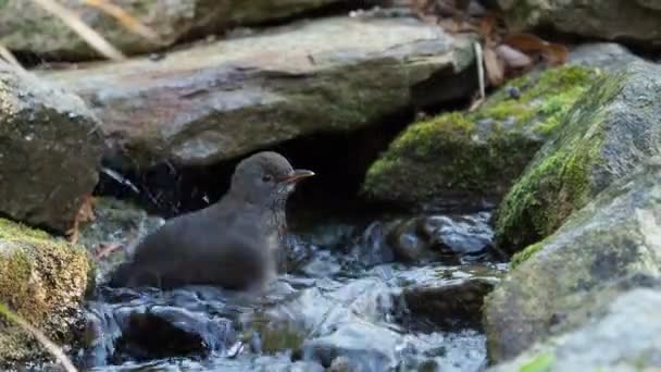 Kąpiel Kosa Pospolitego Turdus Merula Jeziorze Ogrodowym — Wideo stockowe