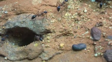 Avustralyalı boğa karınca veya buldog karınca, Myrmecia desertorum