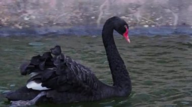Siyah kuğu bir göletin yüzeyinde yüzer.