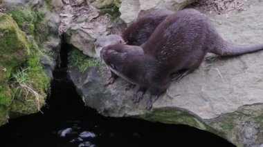 İki küçük Asya su samuru, Aonyx cinereus