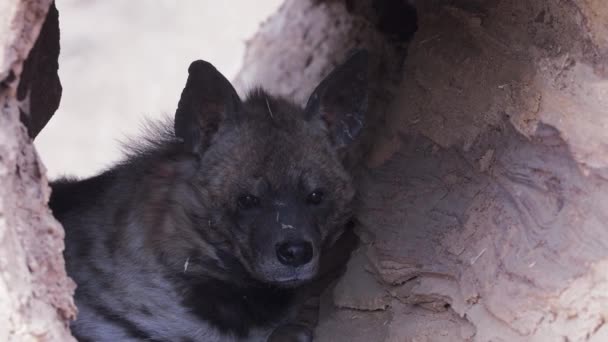 树洞中的带条纹鬣狗 Hyaena Hyaena Sultana — 图库视频影像