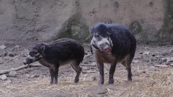 Rare Visayan Warty Pig Piglet Sus Cebifrons Negrinus — Stock Video