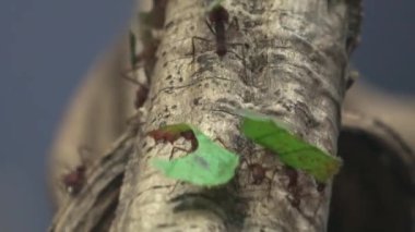 Yaprak kesen karıncalar çalışıyor (Atta seksenlikleri)