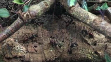 Dev orman karıncaları, Dinomyrmex gigas
