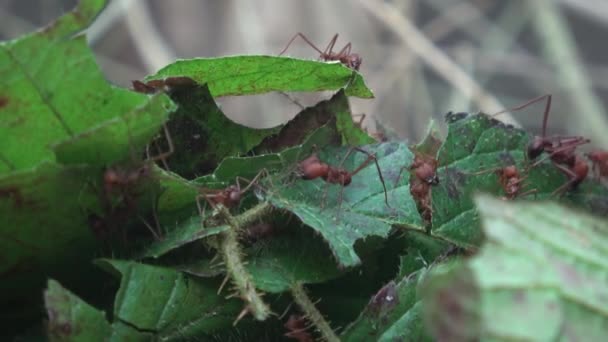Leafcutter Ants Working Atta Sexdens — Stock Video