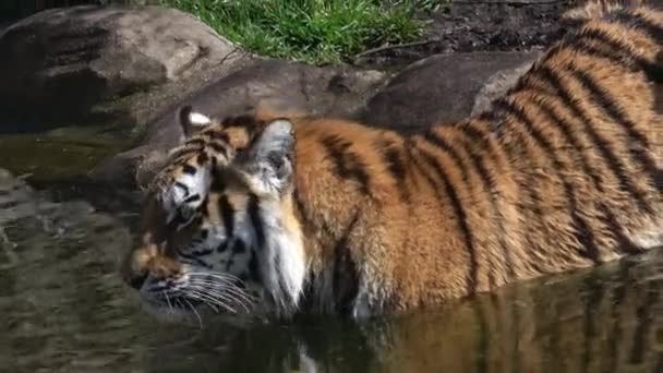 Tigre Siberiano Nada Agua Panthera Tigris Altaica — Vídeos de Stock