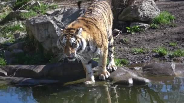 Siberian Tiger Panthera Tigris Altaica — Stock Video