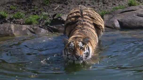 Tigre Siberiano Nada Agua Muestra Dientes Panthera Tigris Altaica — Vídeos de Stock
