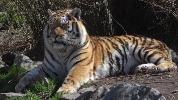 Siberian Tiger Lies Observes Surroundings Panthera Tigris Altaica — Stock Video