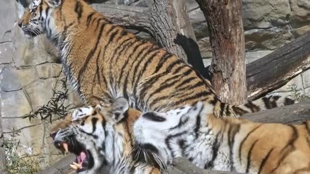 Família Tigres Siberianos Panthera Tigris Altaica — Vídeo de Stock