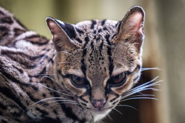 Nadir bulunan Güney Amerika Margay, Leopardus wiedii