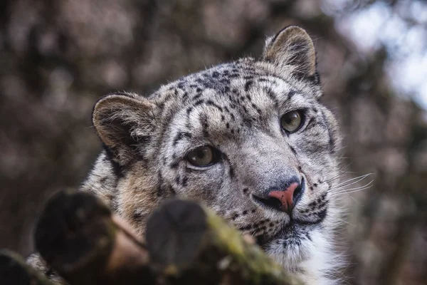 Retrato Facial Leopardo Nieve Panthera Uncia —  Fotos de Stock