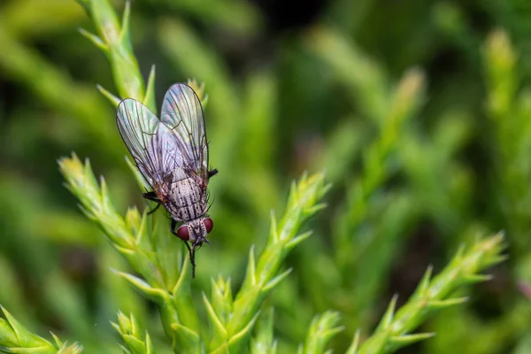 House Fly Green Twig Musca Domestica — Stock Photo, Image