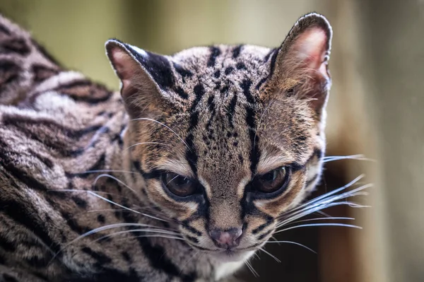 Zeldzame Zuid Amerikaanse Margay Leopardus Wiedii — Stockfoto