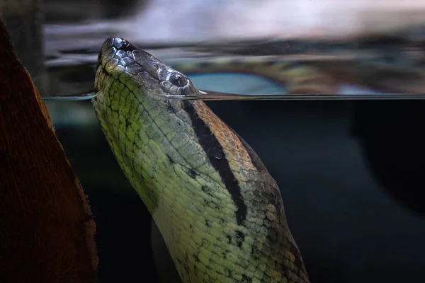 Cabeça Anaconda Verde Aquário Eunectes Murinus — Fotografia de Stock