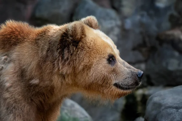 Вид Сбоку Головы Камчатского Медведя Ursus Arctos Beringianus — стоковое фото