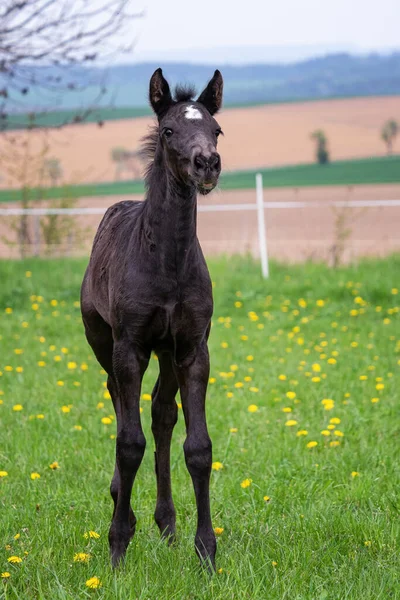 春花草甸上的黑马 — 图库照片