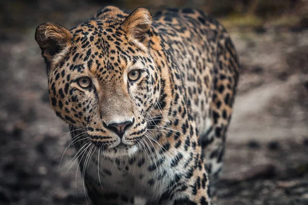 Leopardo Persa Panthera Pardus Saxicolor — Fotografia de Stock