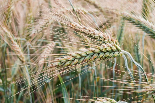 Zelená Pšenice Poli — Stock fotografie