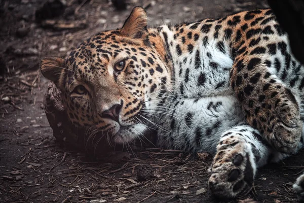 Perský Leopard Panthera Pardus Saxicolor — Stock fotografie