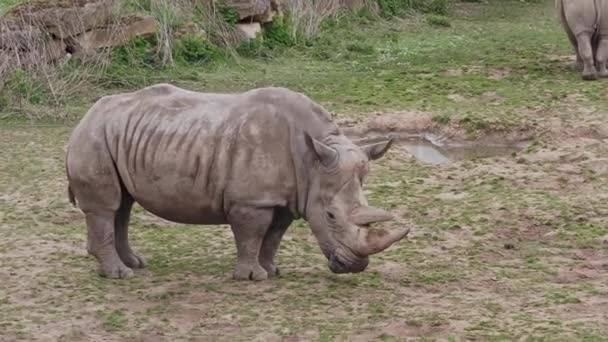 Южный Белый Носорог Ceratotherium Simum Simum — стоковое видео